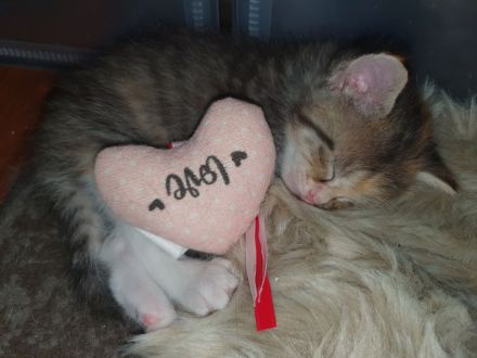 Siebirische Mix Kitten Suchen ein Zuhause !