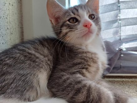 Siebirische Mix Kitten Suchen ein Zuhause !