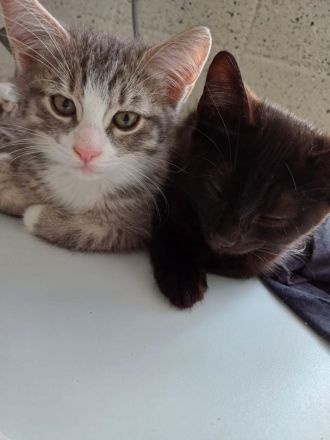 Siebirische Mix Kitten Suchen ein Zuhause !