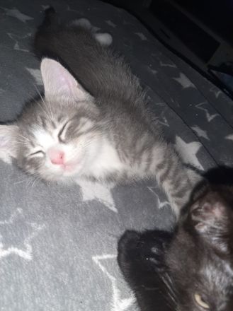 Siebirische Mix Kitten Suchen ein Zuhause !