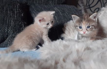 Siebirische Mix Kitten Suchen ein Zuhause !