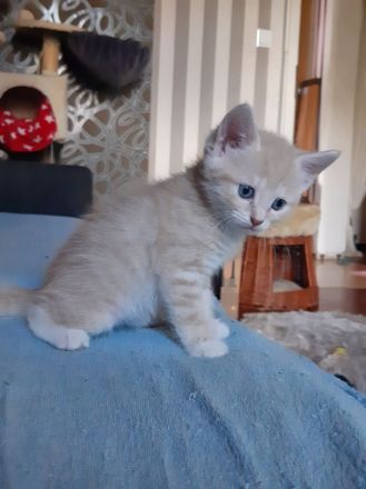 Siebirische Mix Kitten Suchen ein Zuhause !