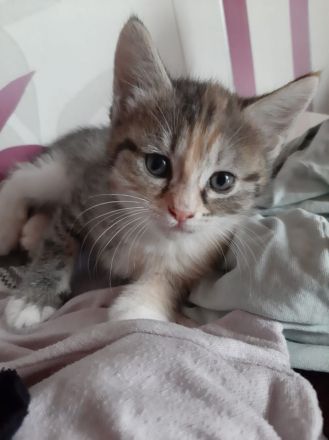 Siebirische Mix Kitten Suchen ein Zuhause !