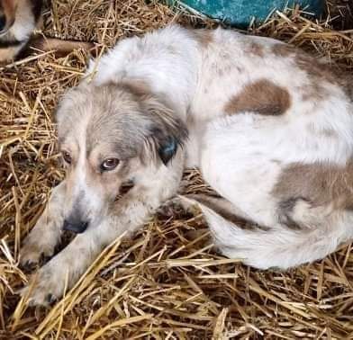 Carlotta, sucht einen Gnadenplatz