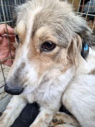 Carlotta, sucht einen Gnadenplatz