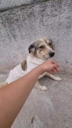 Carlotta, sucht einen Gnadenplatz