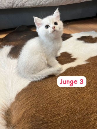 Wunderschöne BKH Kitten mit Stammbaum.