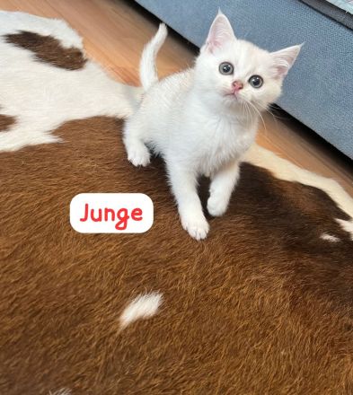 Wunderschöne BKH Kitten mit Stammbaum.