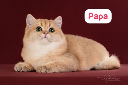 Wunderschöne BKH Kitten mit Stammbaum.