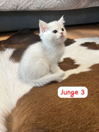 Wunderschöne BKH Kitten mit Stammbaum.