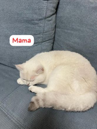 Wunderschöne BKH Kitten mit Stammbaum.