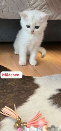 Wunderschöne BKH Kitten mit Stammbaum.