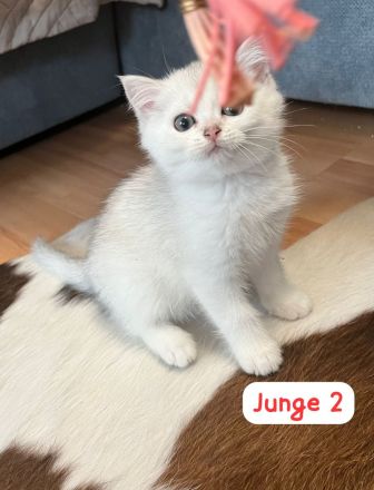 Wunderschöne BKH Kitten mit Stammbaum.