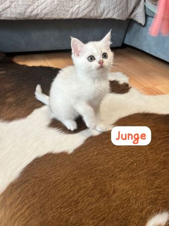 Wunderschöne BKH Kitten mit Stammbaum.