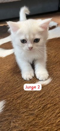 Wunderschöne BKH Kitten mit Stammbaum.