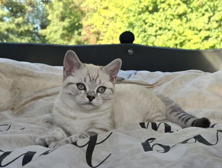 Ende April erwarten wir Seal point Babys ,Stammbaum,gechippt , Gesundheitszeugnis