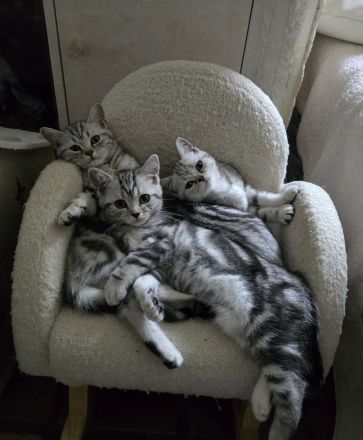 BKH Familienkatzen verschmust verspielt dürfen ausziehenl,Stammbaum,gechip , Gesundheitszeugnis