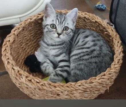 BKH Familienkatzen verschmust verspielt dürfen ausziehenl,Stammbaum,gechip , Gesundheitszeugnis