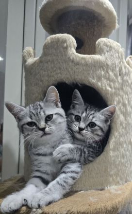 BKH Familienkatzen verschmust verspielt dürfen ausziehenl,Stammbaum,gechip , Gesundheitszeugnis