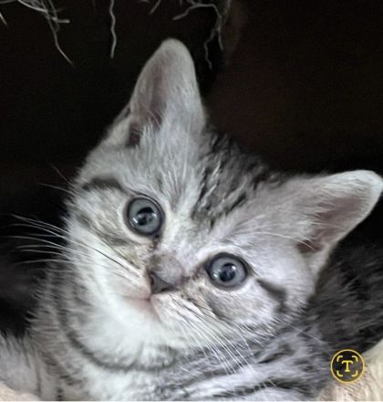 BKH Familienkatzen verschmust verspielt dürfen ausziehenl,Stammbaum,gechip , Gesundheitszeugnis