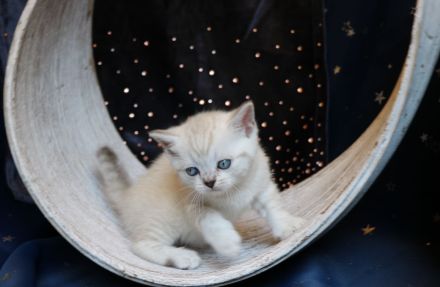 Ende April erwarten wir Seal point Babys ,Stammbaum,gechip , Gesundheitszeugnis