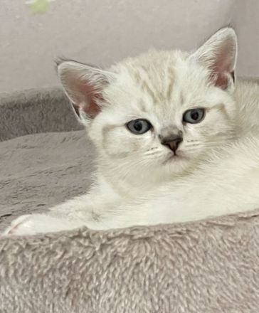 Ende April erwarten wir Seal point Babys ,Stammbaum,gechip , Gesundheitszeugnis