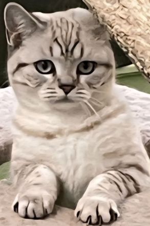 Ende April erwarten wir Seal point Babys ,Stammbaum,gechip , Gesundheitszeugnis