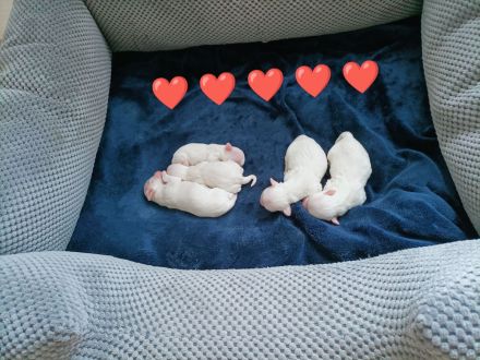 Reinrassige Mini Malteser Welpen