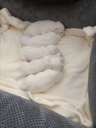 Reinrassige Mini Malteser Welpen