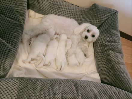 Reinrassige Mini Malteser Welpen