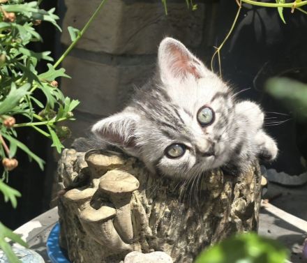 BKH Whiskas Kitten ,Familienkatze, Stammbaum,geimpft,gechipt GESUNDHEITSZEUGNIS ,EU Ausweis