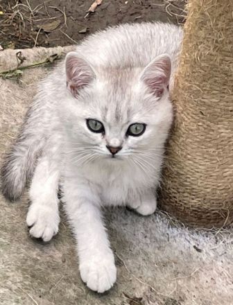 BKH Kitten Familienkatzen, Stammbaum,geimpft,gechipt GESUNDHEITSZEUGNIS ,EU Ausweis