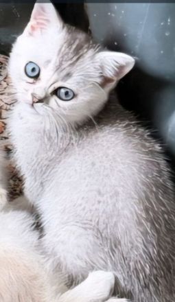 BKH Kitten Familienkatzen, Stammbaum,geimpft,gechipt GESUNDHEITSZEUGNIS ,EU Ausweis