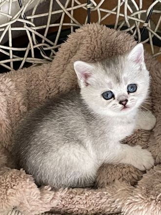 BKH Kitten Familienkatzen, Stammbaum,geimpft,gechipt GESUNDHEITSZEUGNIS ,EU Ausweis