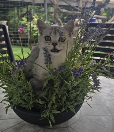 BKH Kitten Familienkatzen, Stammbaum,geimpft,gechipt GESUNDHEITSZEUGNIS ,EU Ausweis