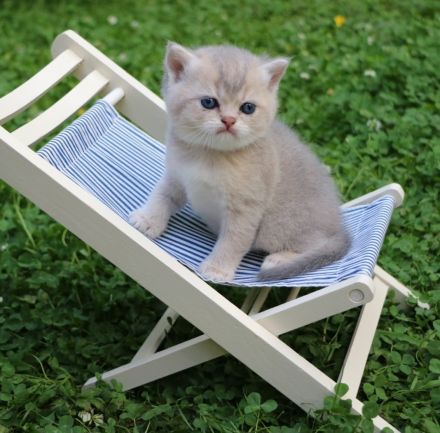 BKH Kitten Familienkatzen, Stammbaum,geimpft,gechipt GESUNDHEITSZEUGNIS ,EU Ausweis