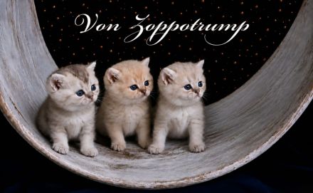BKH Kitten Familienkatzen, Stammbaum,geimpft,gechipt GESUNDHEITSZEUGNIS ,EU Ausweis
