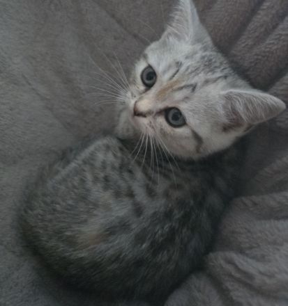 BKH Whiskas Kitten ,Familienkatze, Stammbaum,geimpft,gechipt GESUNDHEITSZEUGNIS ,EU Ausweis