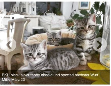 BKH Whiskas Kitten ,Familienkatze, Stammbaum,geimpft,gechipt GESUNDHEITSZEUGNIS ,EU Ausweis