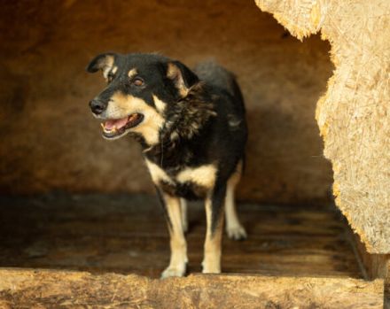 Die schüchterne Thuja sucht ihren sicheren Hafen