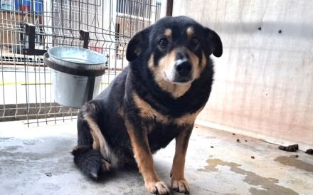 Die schüchterne Thuja sucht ihren sicheren Hafen