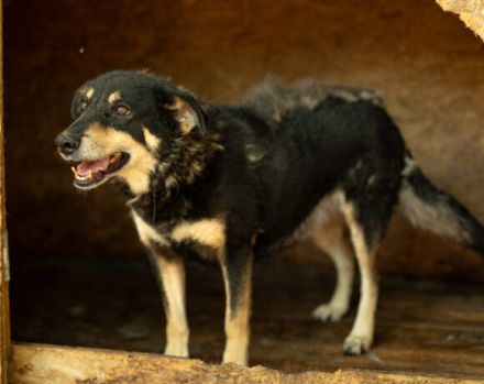 Die schüchterne Thuja sucht ihren sicheren Hafen