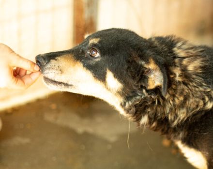 Die schüchterne Thuja sucht ihren sicheren Hafen