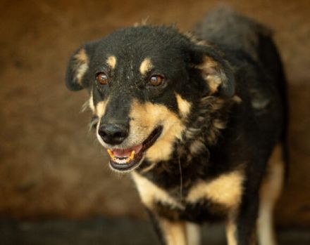 Die schüchterne Thuja sucht ihren sicheren Hafen