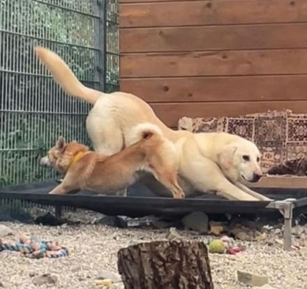 Goldie - lernwillig, sozial: ein Goldstück 🌟 (mit Video)