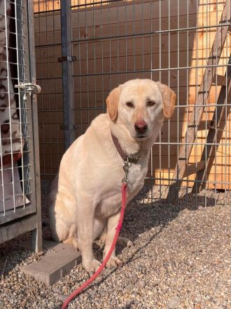 Goldie - lernwillig, sozial: ein Goldstück 🌟 (mit Video)