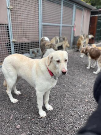 Goldie - lernwillig, sozial: ein Goldstück 🌟 (mit Video)