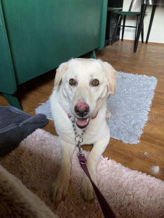 Goldie - lernwillig, sozial: ein Goldstück 🌟 (mit Video)