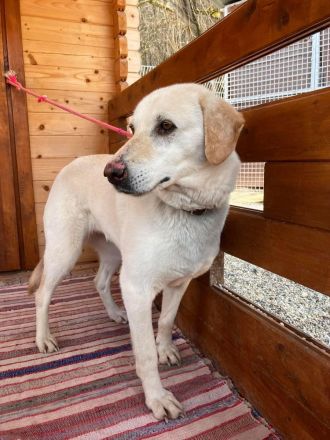 Goldie - lernwillig, sozial: ein Goldstück 🌟 (mit Video)