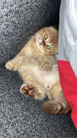 Bkh golden sucht neues Zuhause